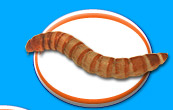 Mealworm