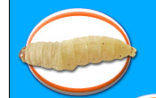 Waxworm