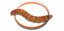 Mealworms