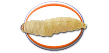 Waxworms